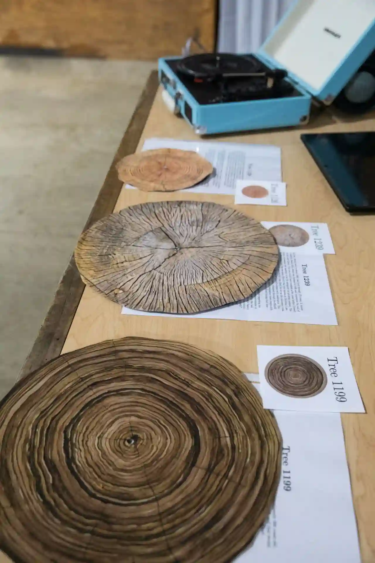 Trees - Discs